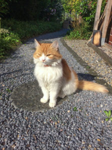 2017 06 26 Katze 2 Bearb Web 1 225x300